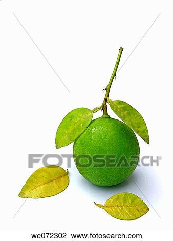 Stock Image - Green Lemon.. Fotosearch