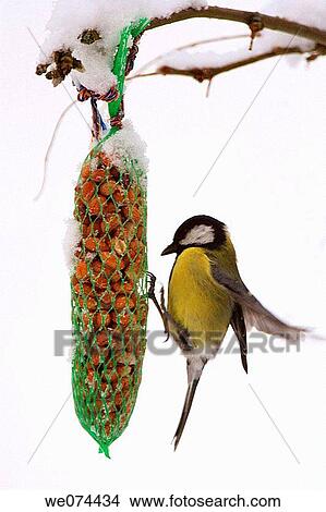 Picture - Grey Titt (Parus major) feeding on seeds from feedingbag in wintertime, Oetwil am See, Z? rich, Switzerland. Fotosearch
