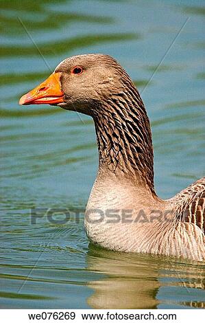 Stock Photo - Greylag Goose (Anser anser). Fotosearch