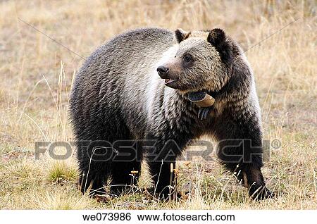 Grizzly bear with radio collar and ear tags (Ursus arctos horribilis), Yellowstone National Park, Wyoming, USA View Large Photo Image Stock Photograph - Grizzly bear with radio collar and ear tags (Ursus arctos horribilis), Yellowstone National Park, Wyoming, USA. Fotosearch