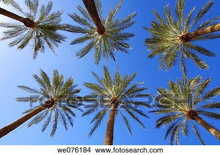 Picture - Ground view of Palm trees against clear blue sky Las Vegas, Nevada, USA. Fotosearch