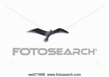 Gull View Large Photo Image Stock Photograph - Gull. Fotosearch