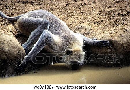 Stock Photo - Hanuman Langoor (Semnopithecus entellus) at Tadoba Andhari Tiger Reserve, Chandrapur, Maharashtra, India. Fotosearch