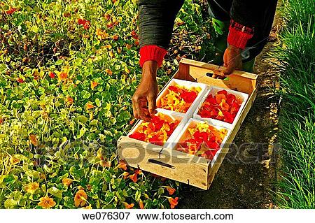 Harvesting edible Garden Nasturtium (Tropaeolum majus) flowers for sale. Balaguer, Lleida province, Catalonia, Spain View Large Photo Image Stock Photo - Harvesting edible Garden Nasturtium (Tropaeolum majus) flowers for sale. Balaguer, Lleida province, Catalonia, Spain. Fotosearch
