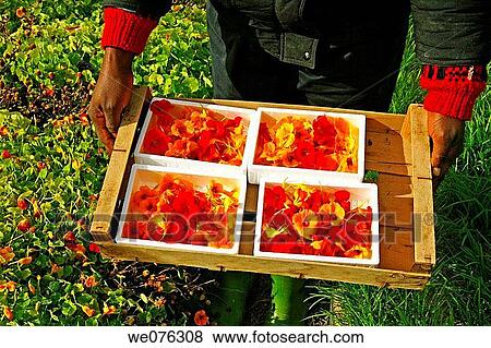 Harvesting edible Garden Nasturtium (Tropaeolum majus) flowers for sale. Balaguer, Lleida province, Catalonia, Spain View Large Photo Image Stock Photo - Harvesting edible Garden Nasturtium (Tropaeolum majus) flowers for sale. Balaguer, Lleida province, Catalonia, Spain. Fotosearch