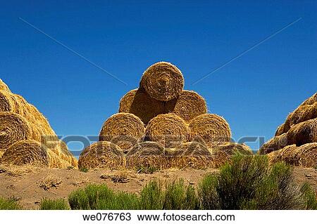 Stock Image - Hay in Eastern Oregon, USA. Fotosearch