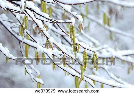 Hazel twig and catkins with snow (Corylus avellana), Saxony, Germany View Large Photo Image Stock Photo - Hazel twig and catkins with snow (Corylus avellana), Saxony, Germany. Fotosearch