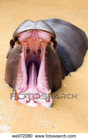 Hippopotamus View Large Photo Image Stock Image - Hippopotamus. Fotosearch