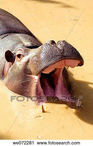 Hippopotamus View Large Photo Image Stock Image - Hippopotamus. Fotosearch