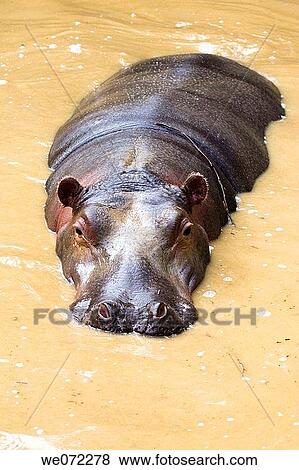 Hippopotamus View Large Photo Image Stock Photo - Hippopotamus. Fotosearch