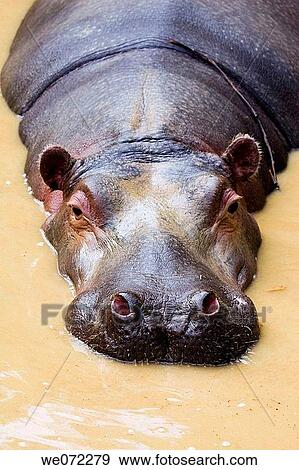Hippopotamus View Large Photo Image Stock Photo - Hippopotamus. Fotosearch