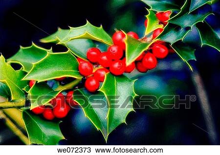 Holly. Ilex aquifolium. November 2006, Maryland, USA View Large Photo Image Stock Image - Holly. Ilex aquifolium. November 2006, Maryland, USA. Fotosearch