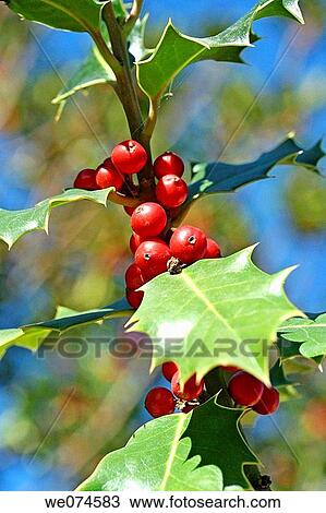 Stock Image - Holly (Ilex aquifolium). Fotosearch
