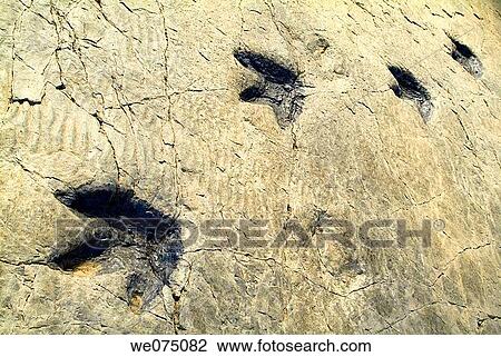 ? Icnita? (dinosaur fossilized footprints), Los Cayos palaeontological site. Cornago, La Rioja, Spain. View Large Photo Image Stock Image - ? Icnita? (dinosaur fossilized footprints), Los Cayos palaeontological site. Cornago, La Rioja, Spain.. Fotosearch