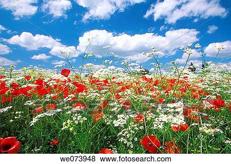 Italian Cypresses and Olive tree in field with Common Poppy (Papaver rhoeas), Pienza, Tuscany, Italy View Large Photo Image Stock Photo - Italian Cypresses and Olive tree in field with Common Poppy (Papaver rhoeas), Pienza, Tuscany, Italy. Fotosearch