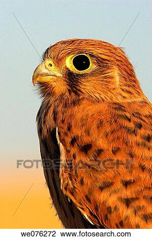 Kestrel (Falco tinnunculus) View Large Photo Image Stock Image - Kestrel (Falco tinnunculus). Fotosearch
