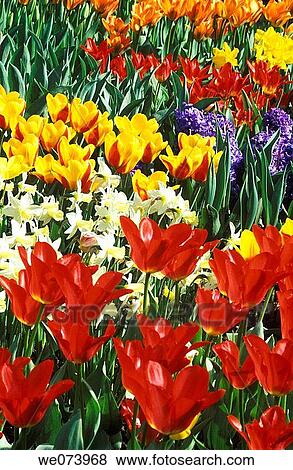 Keukenhof Garden, Beds of spring flowers (Tulips, Daffodils, Hyacinths), Keukenhof Garden, Lisse, Netherlands View Large Photo Image Stock Photo - Keukenhof Garden, Beds of spring flowers (Tulips, Daffodils, Hyacinths), Keukenhof Garden, Lisse, Netherlands. Fotosearch