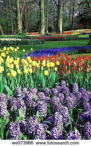Keukenhof Garden, Beds of spring flowers (Tulips, Hyacinths), Keukenhof Garden, Lisse, Netherlands View Large Photo Image Stock Photograph - Keukenhof Garden, Beds of spring flowers (Tulips, Hyacinths), Keukenhof Garden, Lisse, Netherlands. Fotosearch