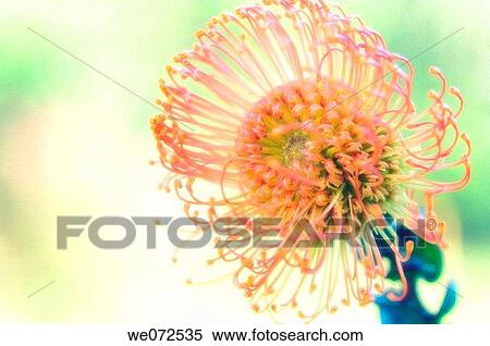 Stock Photography - King Protea. Protea cynaroides. May 2006, Maryland, USA. Fotosearch