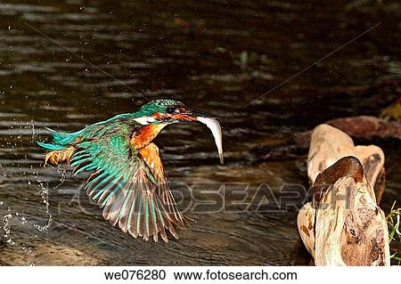 Kingfisher (Alcedo atthis) View Large Photo Image Stock Image - Kingfisher (Alcedo atthis). Fotosearch