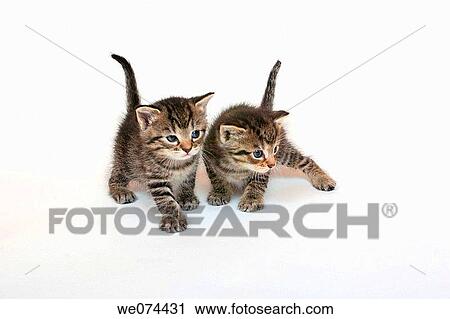 Kitten View Large Photo Image Stock Image - Kitten. Fotosearch