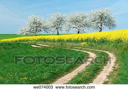 Lane along blossoming Cherry Trees and Rape field, Gera, Thueringen, Germany View Large Photo Image Stock Image - Lane along blossoming Cherry Trees and Rape field, Gera, Thueringen, Germany. Fotosearch