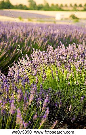 Lavender around Sault, in Provence, France View Large Photo Image Stock Image - Lavender around Sault, in Provence, France. Fotosearch