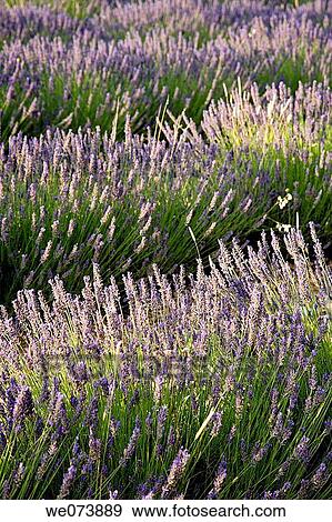 Lavender around Sault, in Provence, France View Large Photo Image Stock Photo - Lavender around Sault, in Provence, France. Fotosearch