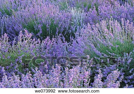 Lavender field (Lavandula augustifolia), Plateau de Valensole, Puimoisson, Provence, France View Large Photo Image Stock Image - Lavender field (Lavandula augustifolia), Plateau de Valensole, Puimoisson, Provence, France. Fotosearch