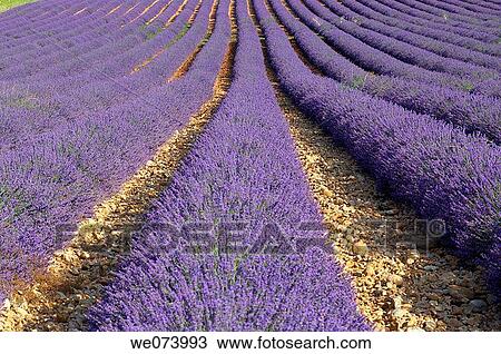 Lavender field (Lavandula augustifolia), Plateau de Valensole, Valensole, Provence, France View Large Photo Image Stock Image - Lavender field (Lavandula augustifolia), Plateau de Valensole, Valensole, Provence, France. Fotosearch