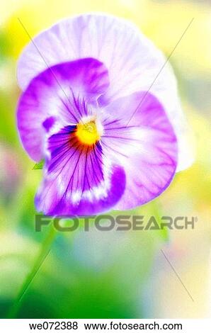Lavender Pansy. Viola x wittrockiana. May 2007, Maryland, USA View Large Photo Image Stock Photo - Lavender Pansy. Viola x wittrockiana. May 2007, Maryland, USA. Fotosearch