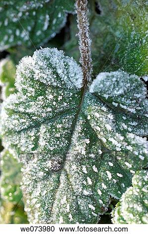 Leaf detail with hoar frost, Saxony, Germany View Large Photo Image Stock Image - Leaf detail with hoar frost, Saxony, Germany. Fotosearch
