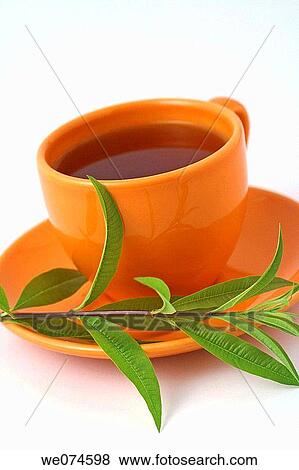Lemon verbena infusion View Large Photo Image Stock Photo - Lemon verbena infusion. Fotosearch
