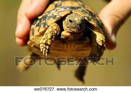 Leopard Tortoise in Zimbabwe View Large Photo Image Stock Photo - Leopard Tortoise in Zimbabwe. Fotosearch