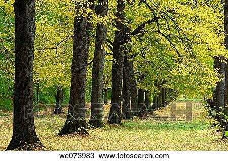Lime Tree Avenue in autumn, Saxony, Germany View Large Photo Image Stock Image - Lime Tree Avenue in autumn, Saxony, Germany. Fotosearch
