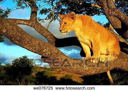 Lion perched in tree View Large Photo Image Stock Photography - Lion perched in tree. Fotosearch
