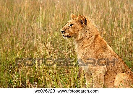 Lion watching prey View Large Photo Image Stock Image - Lion watching prey. Fotosearch
