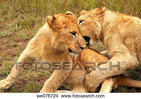 Lions wrestling in Zimbabwe View Large Photo Image Picture - Lions wrestling in Zimbabwe. Fotosearch