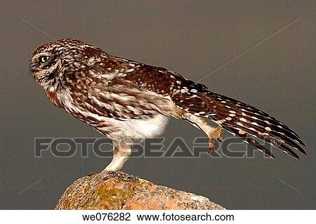 Little Owl (Athene noctua) View Large Photo Image Stock Image - Little Owl (Athene noctua). Fotosearch