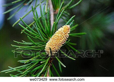 Male pine cones in park. El Putxet, Barcelona, Catalonia, Spain View Large Photo Image Stock Photo - Male pine cones in park. El Putxet, Barcelona, Catalonia, Spain. Fotosearch