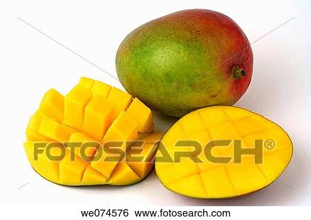 Mango (Mangifera indica) View Large Photo Image Stock Photograph - Mango (Mangifera indica). Fotosearch