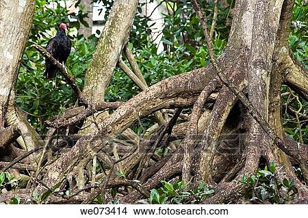 Mangrove View Large Photo Image Picture - Mangrove. Fotosearch