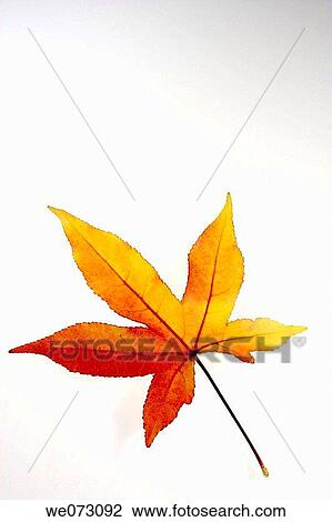 Stock Image - Maple leaf. Fotosearch