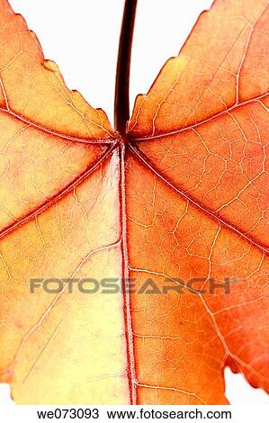 Maple leaf View Large Photo Image Stock Image - Maple leaf. Fotosearch