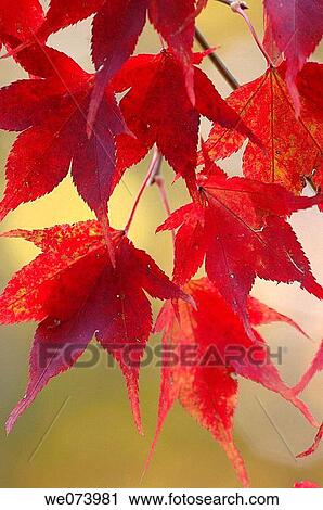 Maple Leaves in autumn, Saxony, Germany View Large Photo Image Stock Image - Maple Leaves in autumn, Saxony, Germany. Fotosearch