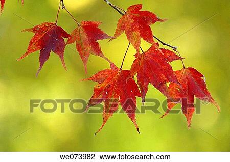 Maple Leaves in autumn, Saxony, Germany View Large Photo Image Stock Image - Maple Leaves in autumn, Saxony, Germany. Fotosearch