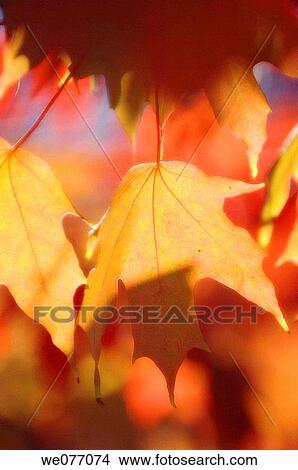Picture - Maple Leaves in Fall. Acer saccharum. April 2007, Maryland, USA. Fotosearch