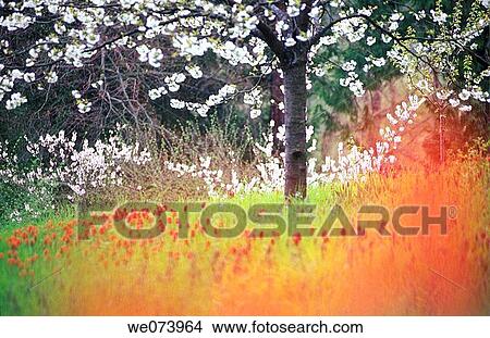 Meadow with Tulips next blooming Cherry Tree, Isle of Mainau, Lake Constance, Germany View Large Photo Image Picture - Meadow with Tulips next blooming Cherry Tree, Isle of Mainau, Lake Constance, Germany. Fotosearch