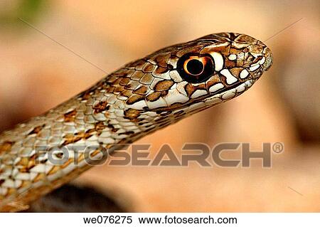 Montpellier Snake (Malpolon monspessulanus) View Large Photo Image Stock Photography - Montpellier Snake (Malpolon monspessulanus). Fotosearch
