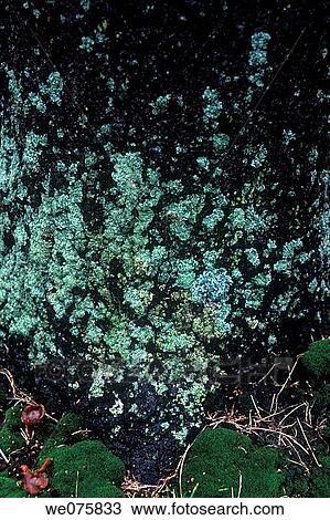 moss on tree trunk View Large Photo Image Stock Image - moss on tree trunk. Fotosearch